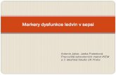 Markery dysfunkce ledvin v sepsi - Akutne.cz · AKI a sepse/septický šok Sepse je nejčastější příčinou AKI u ICU pacientů (cca 33 %) AKI v sepsi má vysokou mortalitu (cca