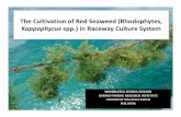 Kappaphycus spp.) in Raceway Culture System · 2017-02-02 · proteinoftheracewayandfield-cultured Kappaphycus species .Thecarrageenan contentonbothraceway-cultured Kappaphycus spp.wasalsofallwithintherange