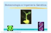 Biotecnología e Ingeniería Genéticacronos.unq.edu.ar/ibcm/clases/2008a/clase2_inggenetica.pdf · Mejoramiento vegetal por cruzamiento y selección “Genética Clásica” Cdk