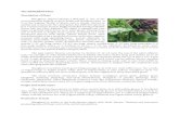 The MUNGBEAN Plant Description of Plant - Bureau of Plant ...bpi.da.gov.ph/bpi/images/Production_guide/pdf/MUNGBEAN.pdf · The MUNGBEAN Plant Description of Plant Mungbean (Vignaradiata(L.)