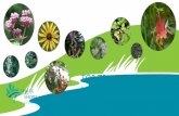 Top Ten share native Shoreline plants · Top Ten native Shoreline plants for Burnett County share yourshore For Clean Water & Lakeshore Habitat share For Clean Water your Lakeshore
