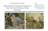 Field Guide to Sensitive Species of San Francisco Estuary ... · Field Guide to Sensitive Species of San Francisco Estuary Tidal Marshes P. LaTourette. ... and environmental requirements