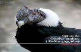 Censo de Cóndor andino ((((Vultur gryphus )))€¦ · peregrino (Falco peregrinus) o el aguilucho (Buteo polyosoma), el cóndor es un ave silenciosa en época reproductiva, por lo