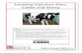 Locating Injection Sites: Cattle and Sheep · administration (SC, IM, IV or nerve block). For each injection site, there ... Intramuscular (IM) injection sites in cattle NB: For all