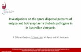 Investigations on the spore dispersal patterns of eutypa and … · 2017-10-19 · Investigations on the spore dispersal patterns of eutypa and botryosphaeria dieback pathogens in