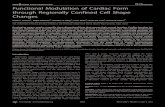PLoS BIOLOGY Functional Modulation of Cardiac Form through ...labs.biology.ucsd.edu/yelon/pdfs/aumanetal2007.pdf · Functional Modulation of Cardiac Form through Regionally Confined