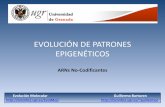 EVOLUCIÓN DE PATRONES EPIGENÉTICOS · EVOLUCIÓN DE PATRONES EPIGENÉTICOS ARNs NO-CODIFICANTES Evolución Molecular Guillermo Barturen  guillermo