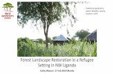 Traditional agroforestry system: Balinites, sesame, …...Forest Landscape Restoration in a Refugee Setting in NW Uganda Cathy Watson 27 Feb 2019 Manila Traditional agroforestry system: