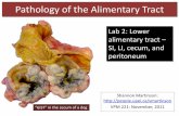 Pathology of the Alimentary Tract - University of Prince ...people.upei.ca/smartinson/Pathology_of_the_Alimentary_System_2.pdf · Pathology of the Alimentary Tract – Case 6b Morphologic