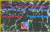 autonomos (gr): auto = self, nomos = regulate · chemical substances (Acetylcholine or Adrenaline respectively) which in their turn influence the effector organ exactly like the stimulation