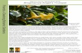 Plant in Focus, September 2018 Brugmansia Angel’s Trumpet · All contain the toxic alkaloids scopolamine, atropine and hyoscyamine, which are widely synthesized into modern medicinal