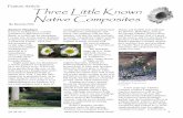 Feature Article Three Little Known Native CompositesVol. , No. 3 Hardy Plant Society/Mid-Atlantic Group 3 Feature Article mostly native herbaceous plants such as coneflowers, switchgrass,