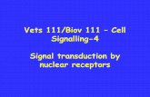 Vets 111/Biov 111 Cell Signalling-4 Signal transduction by ...fishermj/local_html/... · Metallothioneins (bind heavy metals and decrease their toxicity) –induced by glucocorticoids.