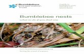Bumblebee nests...Bumblebee nests what to do if you find one A guide to bumblebee nests and what you need to know Saving the sound of summer Tree bumblebees (Bombus hypnorum) are now