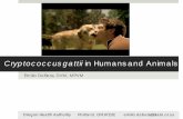 Cryptococcus gattii in Humans and Animals DeB… · Speed and Dunt: all cases of Cryptococcus from a population-based registry (1980-1990) analyzed for differences between C.gattii