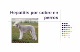 Hepatitis por cobre en perros - unizar.es · zSe cree que los Bedlington terrier provienen de un rouge-coated Scotch terrier, de los cuales un gran numero de estos fueron llevados