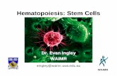 Hematopoiesis: Stem Cells - Current Students · cells into differentiated derivatives. Cultured EC, ES and EG cells can be induced to differentiate into a wide variety of differentiated