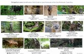 GringoCurt.com Identification Field Guidide to Land ... · tlacuache ratón mexicano (Marmosa mexicana) 6 Yapo or Water Opossum tlacuache acuático (Chironectes minimus) 11 in (28