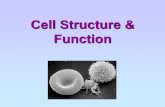 Cell Structure & Function - PC\|MACimages.pcmac.org/.../Presentations/Cells_Function_and_Structure.pdf · (a) identify cell structures (including organelles) of typical plant and