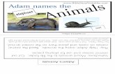 biblestoryprintables.com...rat crab fox rabbit spider snake frog sheep raccoon alligator (ion horse shark elephant cat moth parrot fish . came( snail penguin Adam Names the Animals