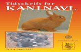 Tidsskrift for KANINAVL - kanin-nkf.net · perfekt pelsform.Nå vet vi jo også at flere kaninoppdrettere, nettopp på grunn av dette, har «gamle» avlshuer gående i stal-len, slik