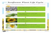 Sunflower Plant Life Cycle · The flower head opens. After around 90 days, the sunflower will be fully grown. 4. Page 1 of 2. What happens during the fourth stage? Wilt and Regrowth.