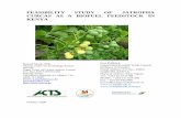 FEASIBILITY STUDY OF JATROPHA CURCAS AS A BIOFUEL ... · The study looked at the geographic and climatic conditions, environment and land use, economic condition, infrastructure and
