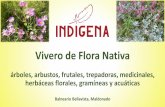 Vivero de Flora Nativa - Indígena - Área Protegida de ... · árboles, arbustos, frutales, trepadoras, medicinales, herbáceas florales, gramíneas y acuáticas Balneario Bellavista,