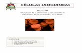 CÉLULAS SANGUINEAS - CEDIAdspace.cedia.org.ec/bitstream/123456789/704/1/Tejidos de...de color rojo característico, que transporta el oxígeno desde los órganos respiratorios hasta