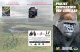 protection des gorilles - ppgcongo.orgppgcongo.org/topic1/leaflet-english.pdf · Projet Protection des Gorilles (PPG) is a collaborative project between the Government of the Republic