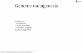 Genome mutagenesis - uni-kiel.de...Genome mutagenesis Keywords: Transposon T-DNA insertion Activation tagging EMS mutagensis Prof. Dr. C. Jung, Lehrstuhl für Pflanzenzüchtung, Universität