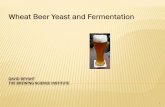 Wheat Beer Yeast and Fermentation - Brewing Science...tank is used to settle cold trub and then transfer to fermenter before start of fermentation where free rise occurs) •Max temperature