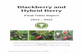 Blackberry and Hybrid Berry - RHSapps.rhs.org.uk/planttrials/TrialReports/Blackberry and... · 2016-03-14 · Blackberry and Hybrid Berry Final Report 2013-2015 - Trial 2000 3 The