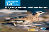El corredor sahariano - SEO/BirdLife · El corredor sahariano en España conservación del corredor sahariano en España mediante una estima cuantitati-va de su tamaño poblacional,