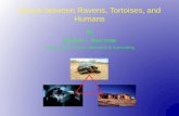 Nexus between Ravens, Tortoises, and Humans · Nexus between Ravens, Tortoises, and Humans By William I. Boarman . Conservation Science Research & Consulting