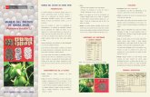 Cultivo Sacha Inchi - En siembra directa a 6,0 y 7,5 meses después de la siembra. En siembra indirecta después de los 8,2 y 9,8 meses del almácigo, cuando los frutos están secos,