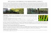 Bamboo Information Sheet - Fairfax County...RUNNING BAMBOO INFORMATION SHEET Definition – amboo is a fast-growing, perennial grass with hollow stems and stalked blades, that propagates