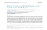 Bioaccumulation of Heavy Metals in Fish, Squids and ... · 2Department of Biological Sciences, Faculty of Science, King Abdulaziz ... The measurement of heavy metal concentrations