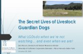 The Secret Lives of Livestock Guardian Dogs...Interactions with Herding Dogs Our LGDs seem to accept our herding dogs as part of our overall system. Partly due to how our herding dogs