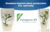 Doubled Haploid plant production Our specialty...Doubled Haploid technology speeds up plant breeding programs by many years Partner’s elite cultivars Technology Trait selection +