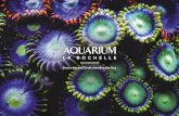 et Aquarium La Rochelle Creators...Discover the underwater world by diving into the planet’s oceans and seas. As a supplement to your visit, we recommend : The Audio guide (about