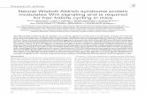 Neural Wiskott-Aldrich syndrome protein modulates Wnt ... · PDF file Neural Wiskott-Aldrich syndrome protein modulates Wnt signaling and is required ... 7Institute of Biochemistry,