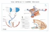 VIAS-OPTICAS-CAMPOS-VISUALES-facoelche...CAMPOS Detalle topográfico de la decusación de las fibras del nervio óptico a nivel del quiasma. Lesión del óptico.- Ceguera del ojo correspondiente.