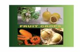 ORANGE - doa.gov.lk...ORANGE (Citruss sinensis) Uses : ... Manual weeding 25 1750017500 17500 175001750017500 17500 157500 ... RAMBUTAN (Nephelium lappaceum) Nutritive values: (Per