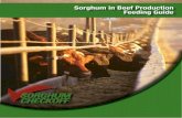 Sorghum in Beef Production Feeding Guide€¦ · additional conclusions. Feeding high moisture corn or sorghum resulted in lower rates of gain as compared to other types of processing