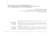 New species of Memecylon L. and Warneckea Gilg (Melastomataceae…sciencepress.mnhn.fr/sites/default/files/articles/pdf/a... · 2015-05-06 · 338 ADANSONIA, sér. 3 • 2006 •