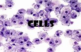 Cells - KD Biokdbio.weebly.com/uploads/5/3/2/5/5325458/cells_for_weebly.pdf · Living or dead material i.e. an advantage as biological processes and behaviour can be observed Only