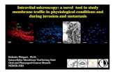 Intravital microscopy: a novel tool to study membrane ...static.medicine.iupui.edu/divisions/neph/obrien... · 2p λ 2p =2 λ 1p 500 μm 150 μm Two-photon 60x, NA 1.2 20x, NA 0.95-1