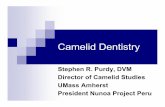 Camelid Dentistry Nunoa · Corrective Dentistry Concerned mainly with the incisors and males. and cheek teeth is the first step in the alpaca and llama digestive process. optimal