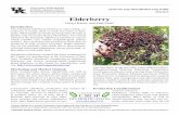 Elderberry - University of Kentucky · The American elderberry (Sambucus nigra subsp. ca-nadensis) is a large shrub or small tree native to Ken-tucky. Wild stands are found growing